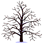Tea Tree